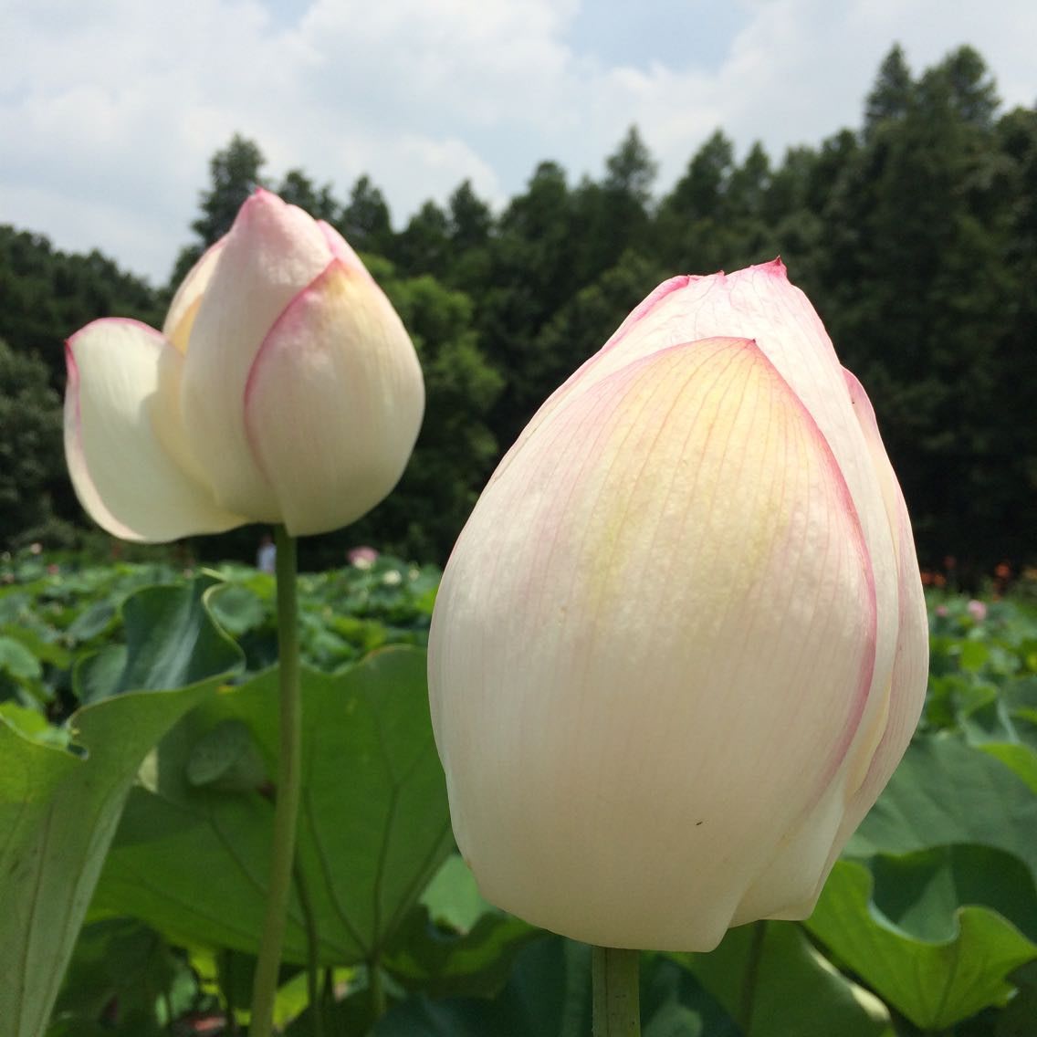 qqͼƬ20150713103018.jpg