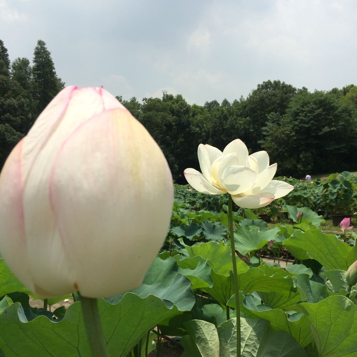 qqͼƬ20150713103136.jpg