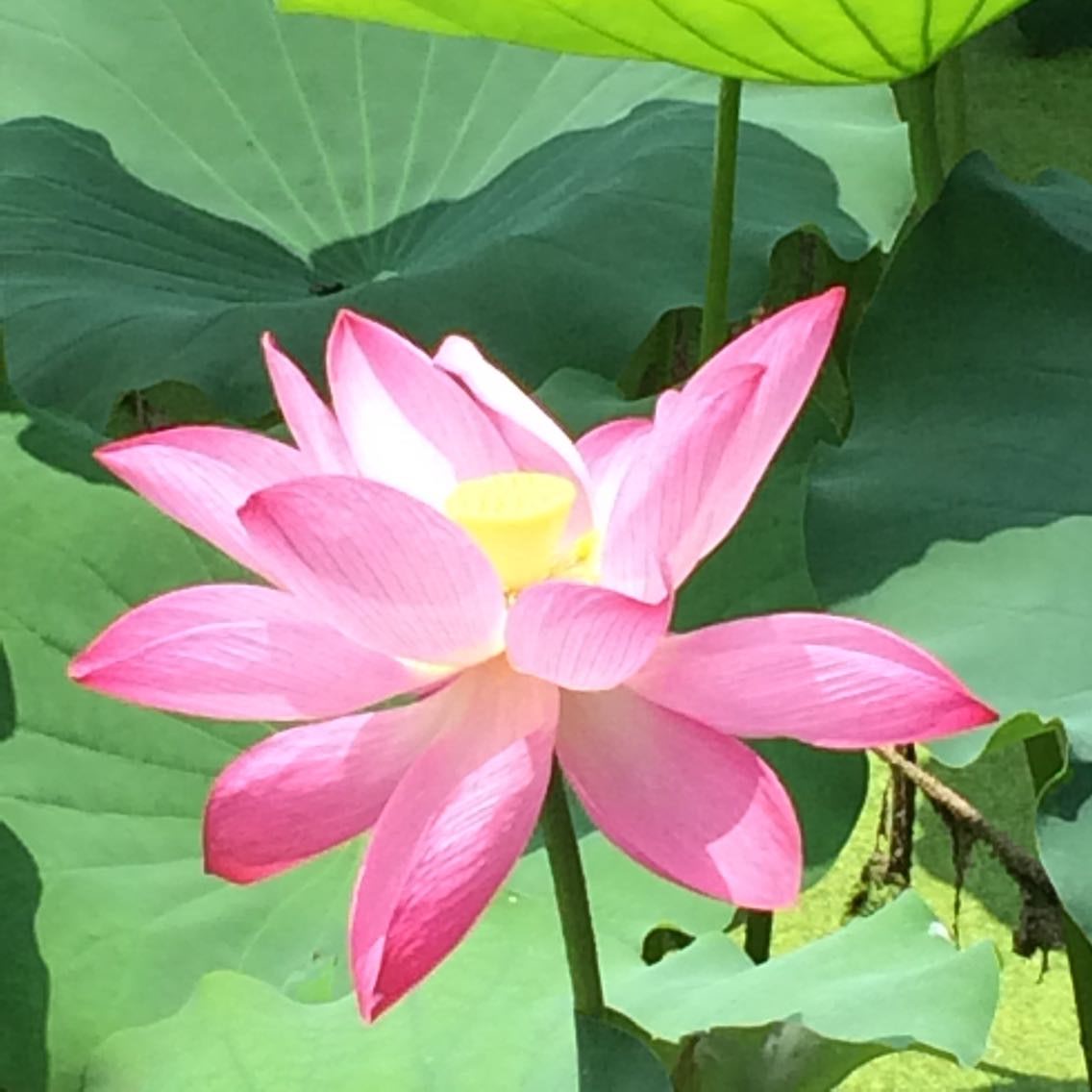 qqͼƬ20150713103204.jpg