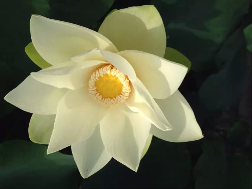 psb (10).jpg