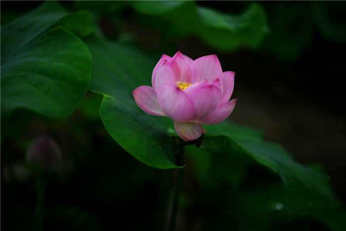 dsc_6375_.jpg