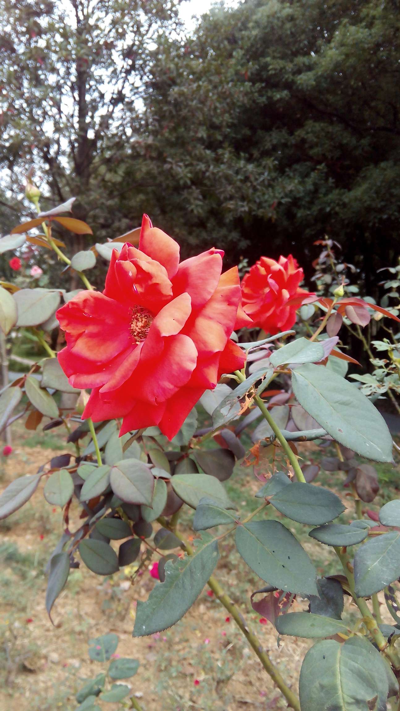img_20150913_093200.jpg