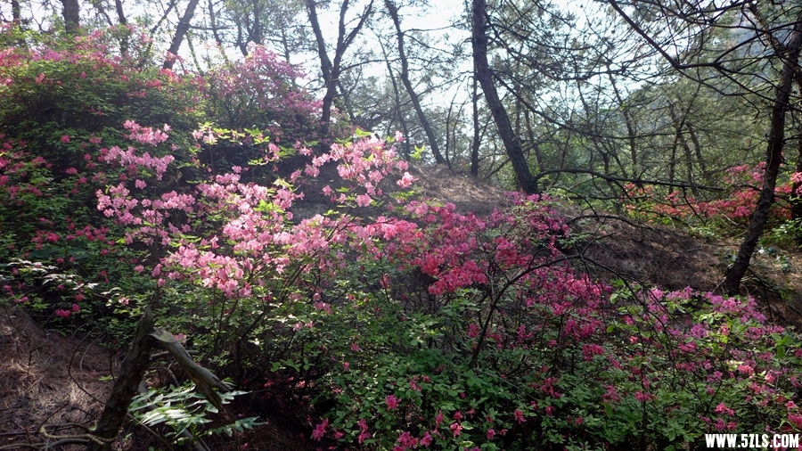 P1310905_.jpg