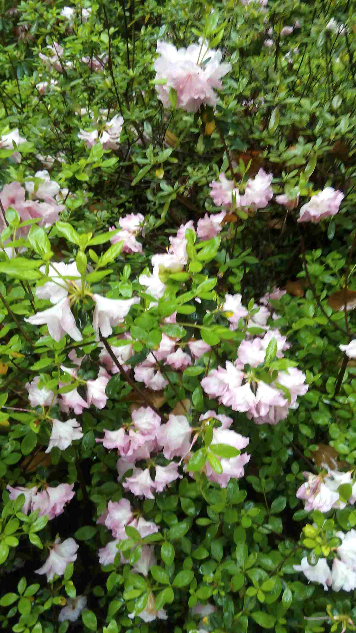 img_20160403_083408.jpg