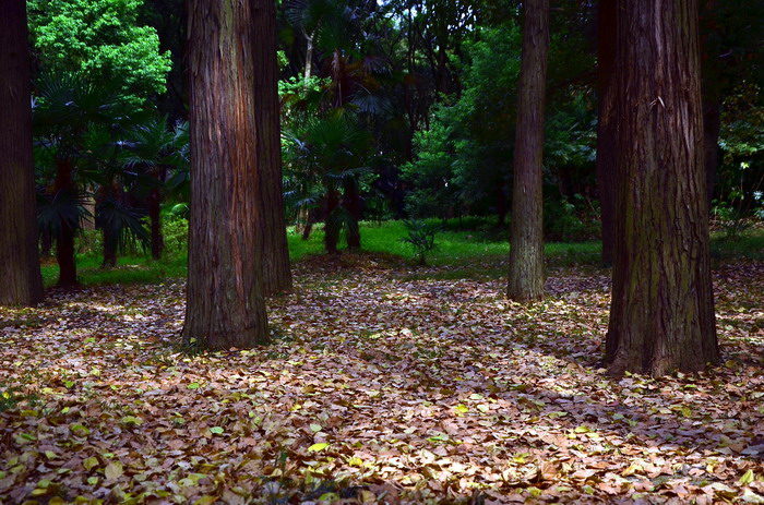 dsc_0282a.jpg