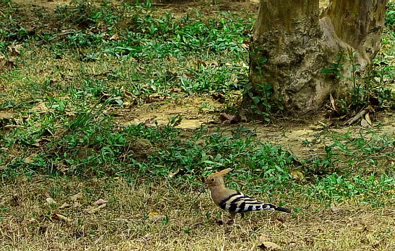 dsc_0308a.jpg