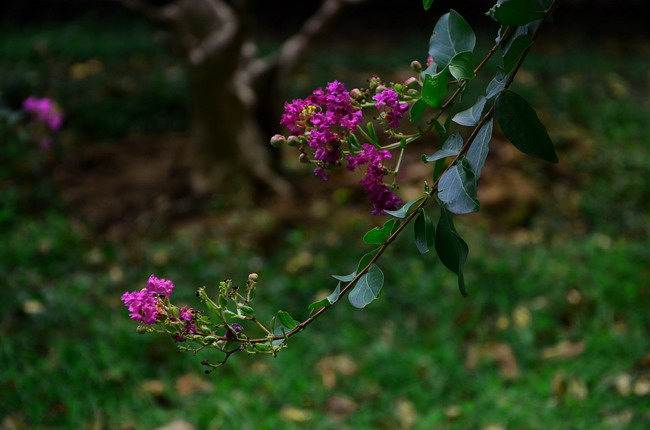 dsc_0294a.jpg
