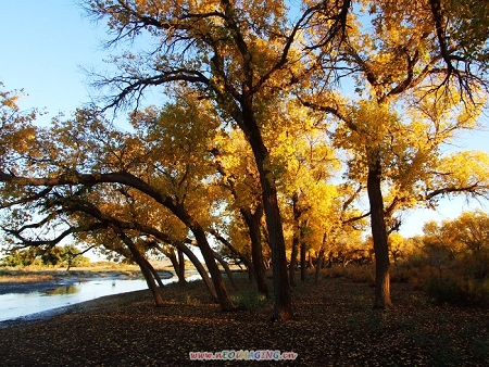 20081228_2cf8ec7fa756524b0594s5wsusy0emF0.jpg
