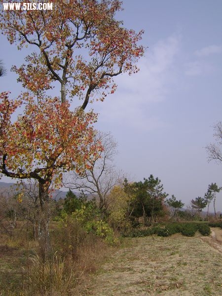 DSC08052-1.jpg