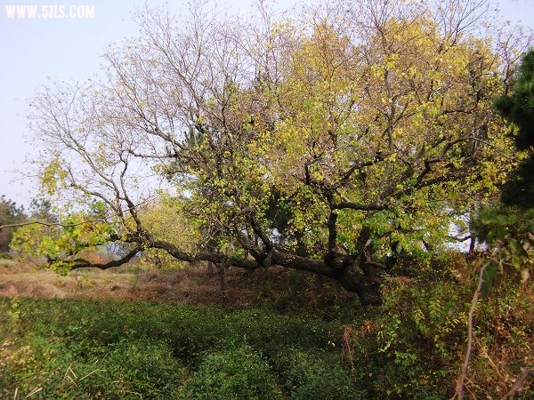 DSC08058-2.jpg
