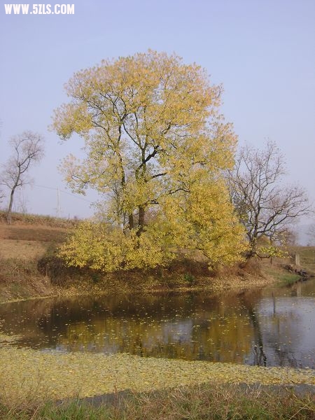 DSC08073-1.jpg