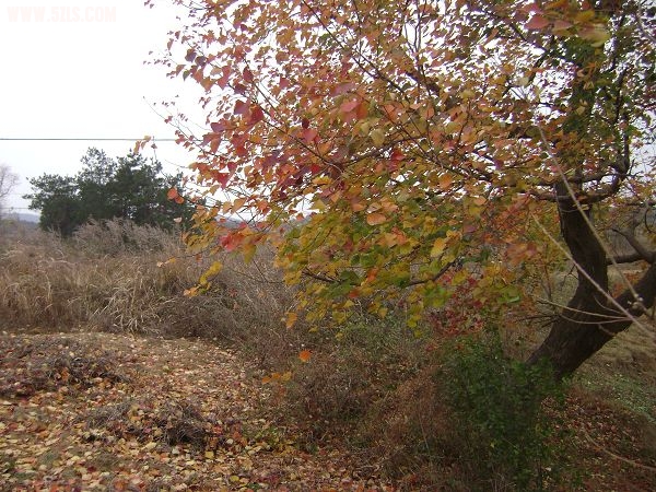 DSC08126-1.jpg
